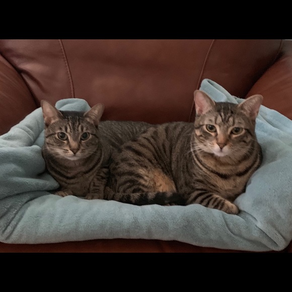 Meet your Posher, Gretchen - Picture 4 of 4